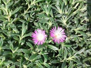 Delosperma cooperi - cooper's ice plant