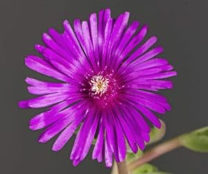 Delosperma cooperi - cooper's ice plant