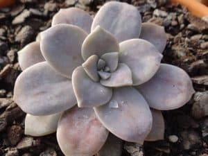 Graptopetalum pentandrum ghost plant