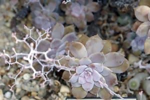 Graptopetalum pentandrum ghost plant