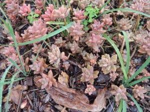 graptosedum alpenglow - pink succulent