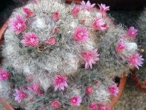 Mammillaria bocasana powder puff cactus 2