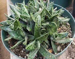 Gasteria bicolor-lawyer's tongue plant