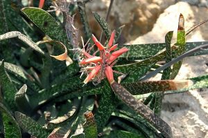 Gasteria bicolor-lawyer's tongue plant