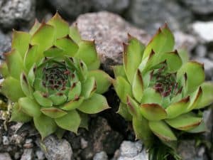 Sempervivum tectorum (Common Houseleek)