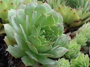 Sempervivum tectorum (Common Houseleek)