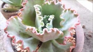 echeveria ruffles care and propagation