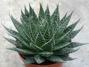 Aristaloe aristata (Lace Aloe Succulent)