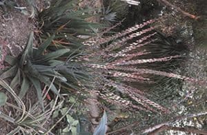 Gasteria Excelsa Care (Thicket Gasteria) 4