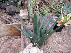 Gasteria Excelsa Care (Thicket Gasteria) 4