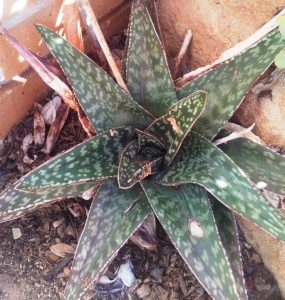 Gasteria Excelsa Care (Thicket Gasteria) 4