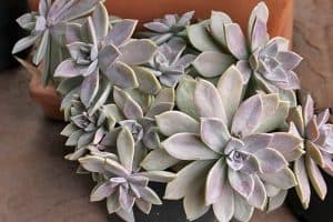 Graptopetalum paraguayense - ghost plant 2