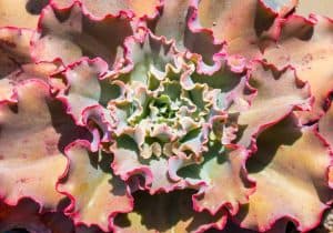 echeveria ruffles care and propagation