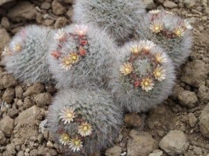 Mammillaria bocasana powder puff cactus 2