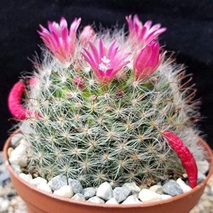 Mammillaria bocasana powder puff cactus 2