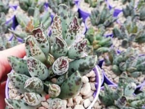 Adromischus cooperi (plover eggs succulent)