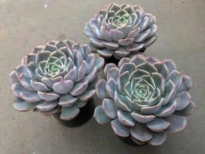 Echeveria Orion Succulent (Echeveria Fiona)