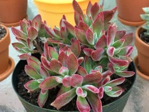 Echeveria harmsii (ruby slippers succulent)