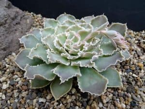 Echeveria shaviana (Mexican Hens Succulent)