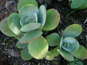 kalanchoe thyrsiflora care (flapjack plant)