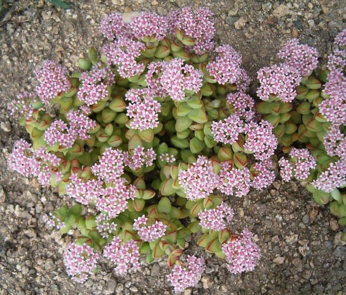 Crassula rupestris (Kebab Bush Plant) - Succulent Garden Tips