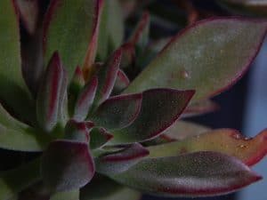 Echeveria harmsii (ruby slippers succulent)