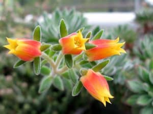 Echeveria harmsii (ruby slippers succulent)