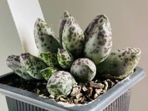 Adromischus cooperi (plover eggs succulent)