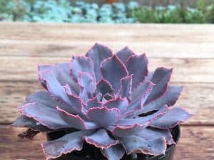 Echeveria shaviana (Mexican Hens Succulent)