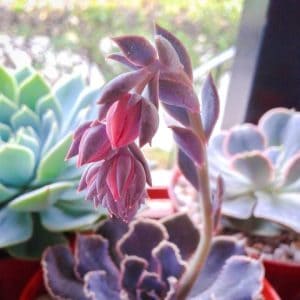 Echeveria shaviana (Mexican Hens Succulent)