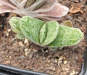 Gasteria Little Warty Succulent (Lawyer’s Tongue)