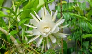 Epiphyllum Oxypetalum (Queen of The Night Cactus)