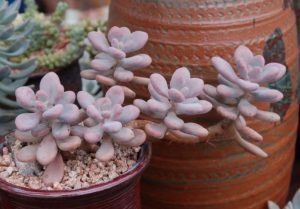 Lavender Pebbles Succulent - Graptopetalum amethystinum