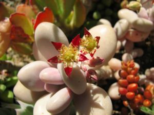 Lavender Pebbles Succulent - Graptopetalum amethystinum