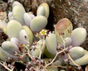 Lavender Pebbles Succulent - Graptopetalum amethystinum