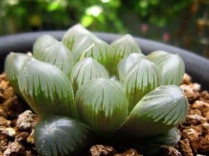 Haworthia obtusa (Mini Aloe Plant)