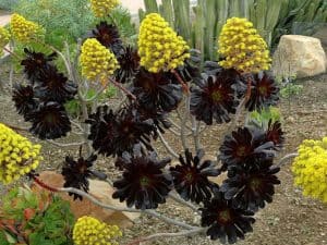 Aeonium Arboreum Zwartkop