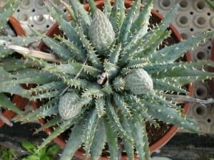 Aloe Longistyla (Karoo Aloe)