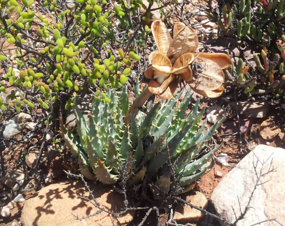 Aloe Longistyla (Karoo Aloe)