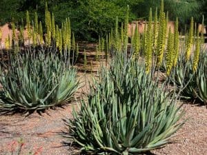 Aloe barbadensis