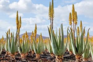 Aloe barbadensis