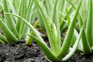 Aloe barbadensis