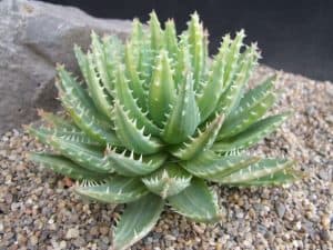 Aloe brevifolia care