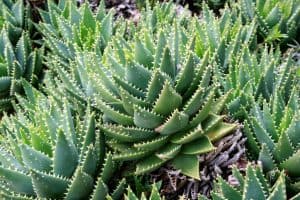 Aloe brevifolia care