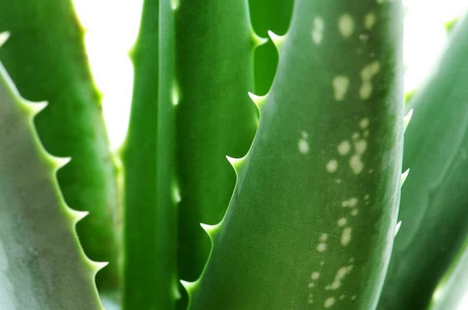 Aloe ferox (CApe Aloe)