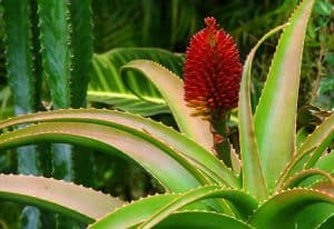 Aloe helenae