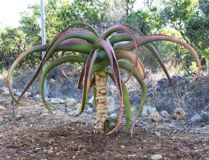 Aloe helenae