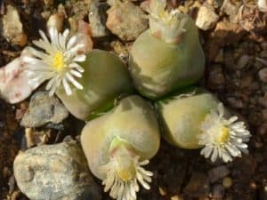 Conophytum maughanii