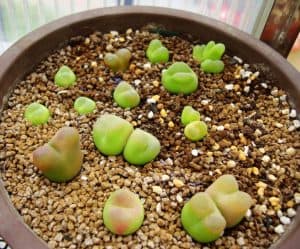 Conophytum maughanii