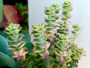 Crassula Perforata